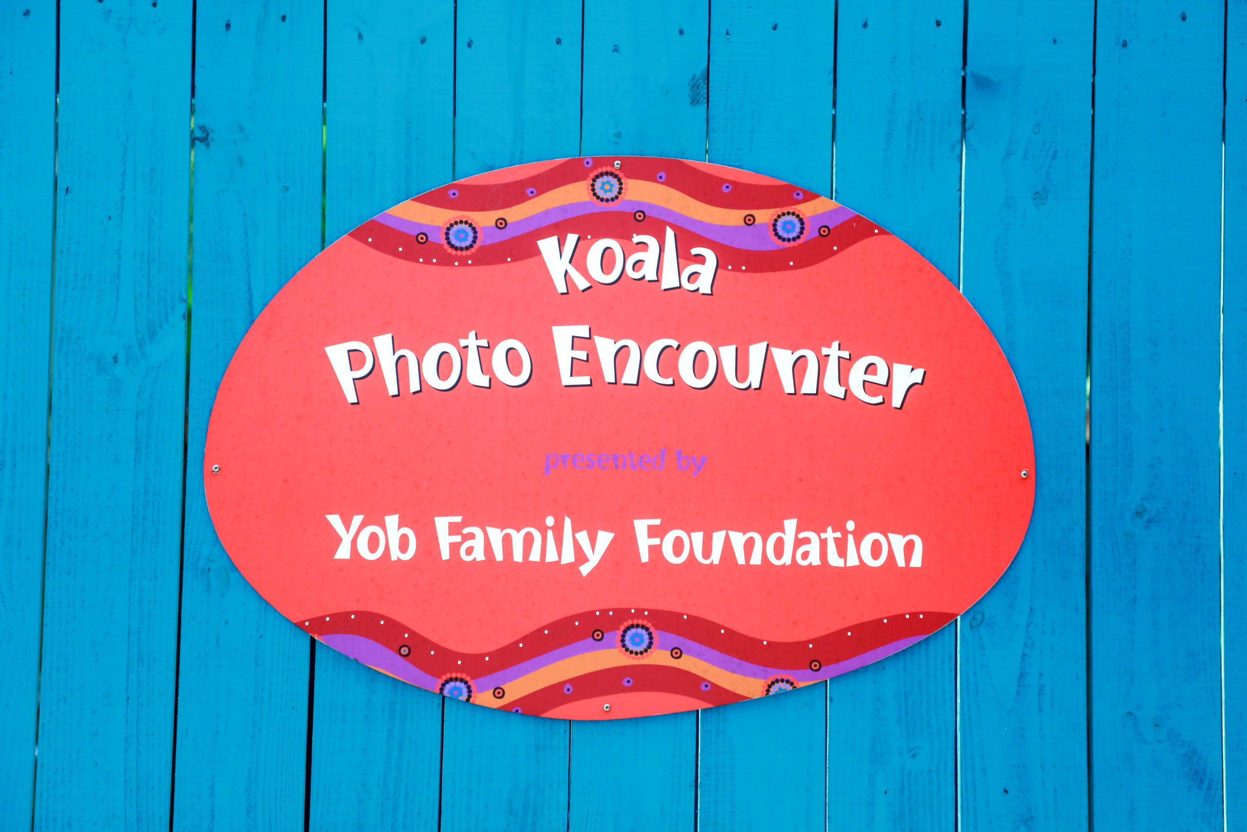 Koala Encounter - Jon Yob